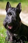 Sample 2 – Scottish terrier