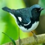 Sample 4 – Black throated warbler