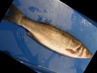 Sample 6 – Sea bass