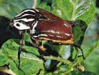 Sample 4 – Beetle