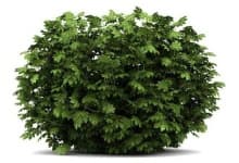 Sample 4 – Bush