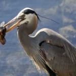 Sample 5 – Blue heron