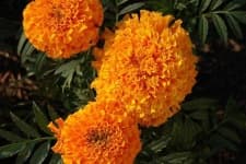 Sample 5 – Marigold