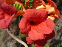 Sample 1 – Trumpet creeper
