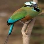 Sample 2 – Turquoise motmot