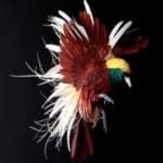 Sample 2 – Bird of paradise bird