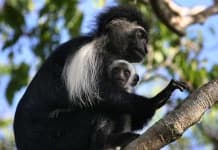 Sample 6 – Colobus