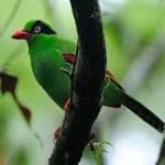 Sample 3 – Green magpie