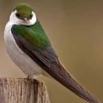 Sample of Violet green swallow