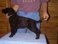 Sample 2 – Curly coated retriever