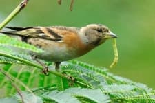 Sample 3 – Brambling