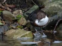 Sample 6 – Water ouzel