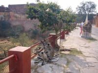 Sample 3 – Langur