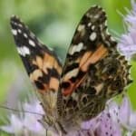 Sample of Painted butterfly