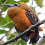 Sample 5 – Capuchinbird