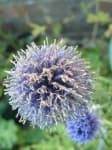 Sample 6 – Globe thistle