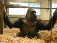 Sample 3 – Gorilla