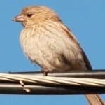 Sample 4 – House finch