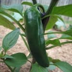 Sample 4 – Jalepeno