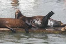 Sample 1 – Sea lion