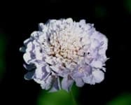 Sample 6 – Pincushion flower