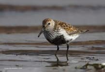 Sample 6 – Red backed sandpiper