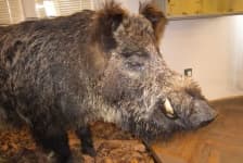 Sample 1 – Pig
