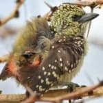 Sample 6 – D arnauds barbet