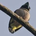 Sample 6 – Black yellow broadbill