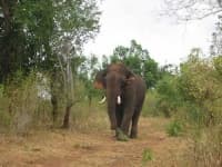 Sample 4 – Tusker