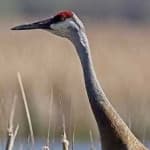 Sample 4 – Sandhill crane