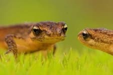 Sample 4 – Common newt