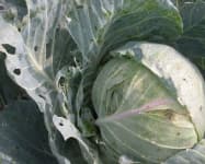 Sample 5 – Head cabbage