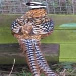 Sample 4 – Elliots pheasant