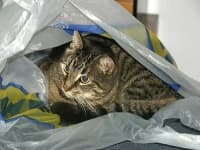 Sample 6 – Plastic bag