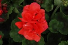 Sample 1 – Geranium