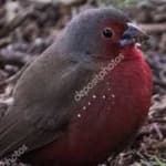 Sample 2 – African firefinch