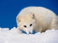 Sample 6 – White wolf