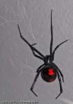Sample 1 – Black widow