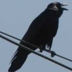 Sample 6 – Crow