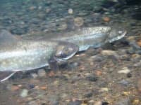 Sample 3 – Coho