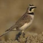 Sample 5 – Horned lark