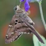 Sample 2 – Metalmark