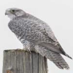 Sample 5 – Gyrfalcon