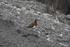 Sample 4 – Ptarmigan