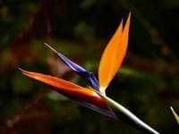 Sample 16 – Bird of paradise flower