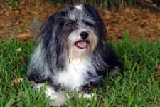 Sample 1 – Havanese