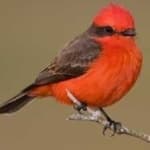 Sample 1 – Vermilion flycather