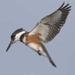 Sample 3 – Belted kingfisher