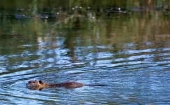 Sample 4 – Beaver